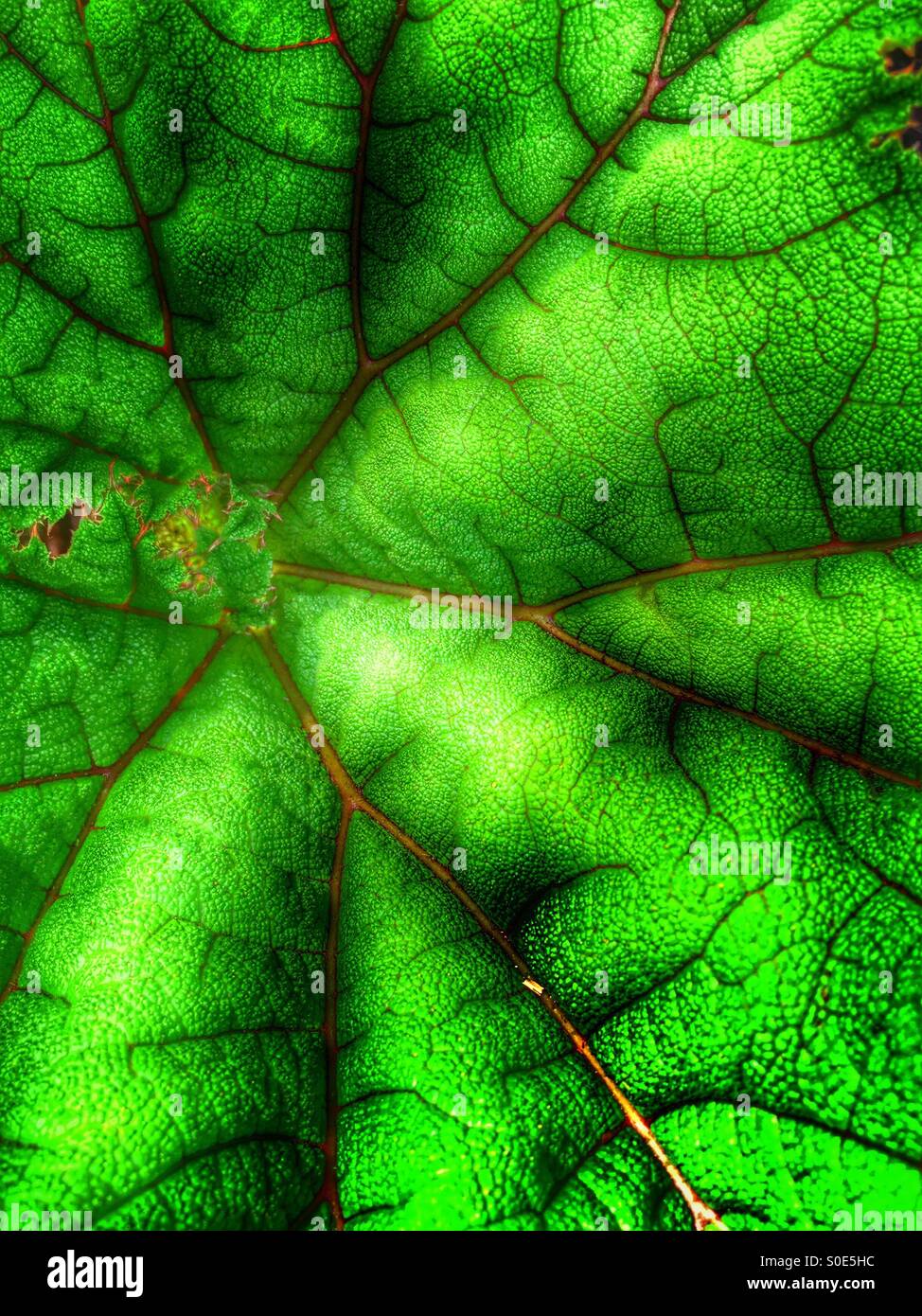 Leaf - Smartphone Captured Stock Image