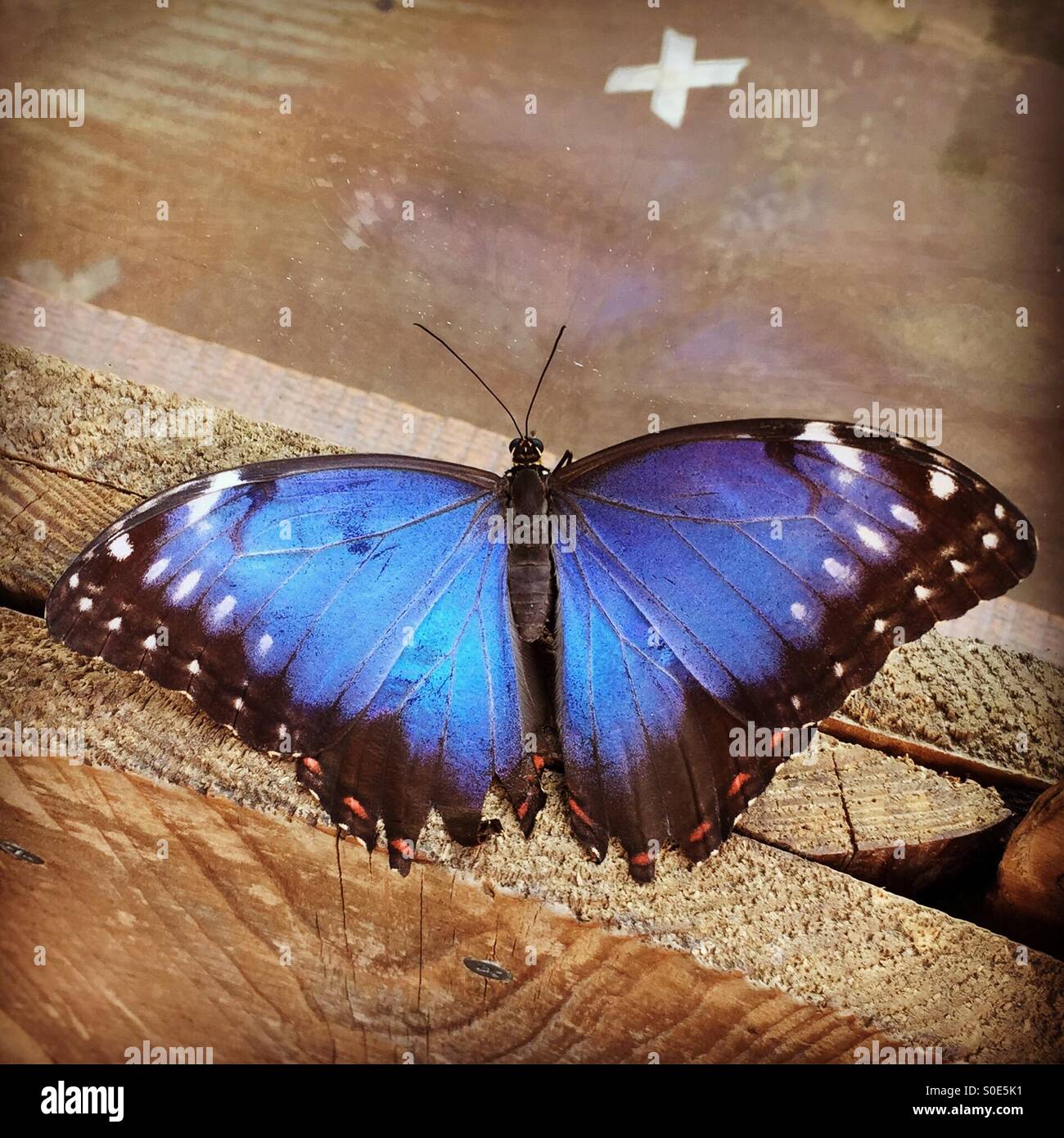 Blue emperor butterfly hi-res stock photography and images - Alamy