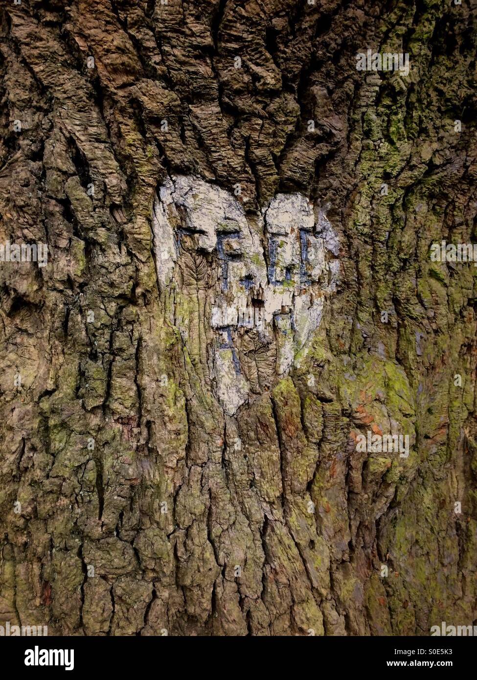 Initials and heart carved on a 400 year old oak tree trunk Stock Photo