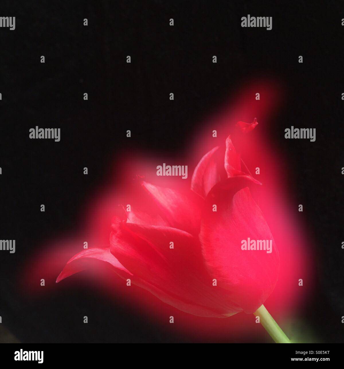 Dream - Smartphone Captured Stock Image