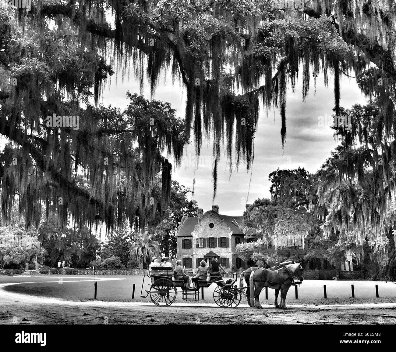 Charleston Plantation horse drawn buggy tours Stock Photo Alamy
