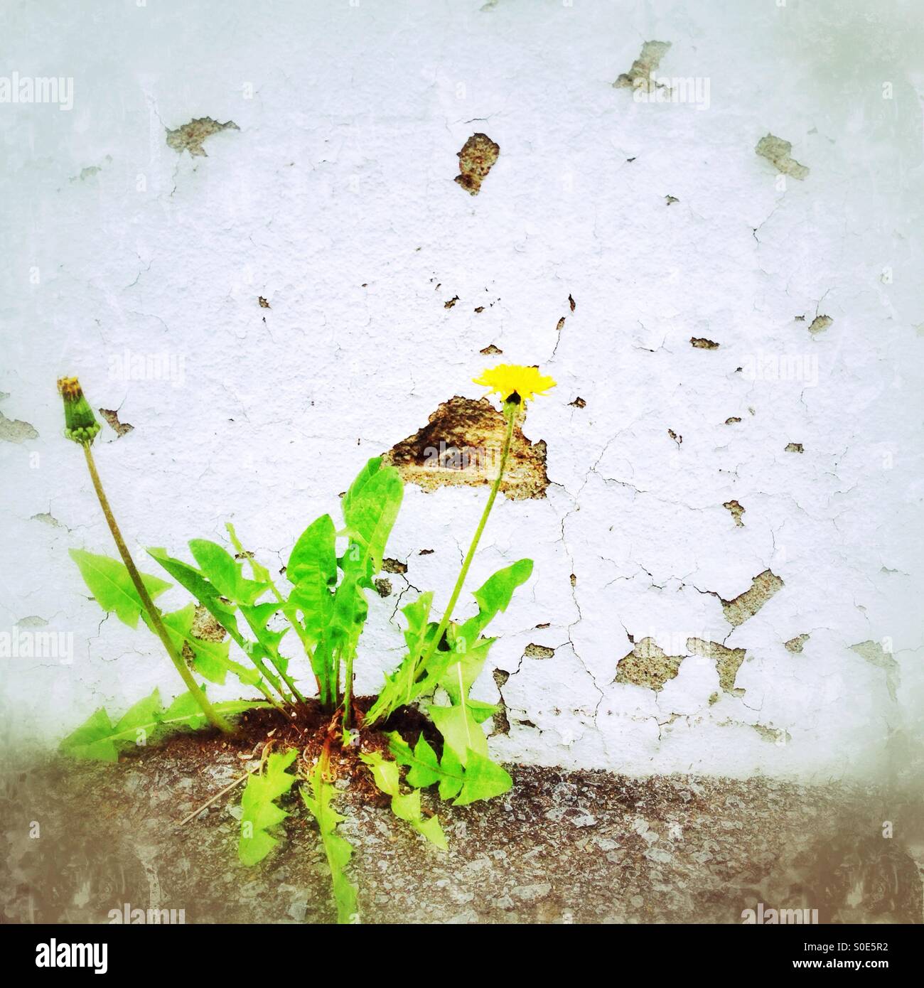 Flower growing in concrete hi-res stock photography and images - Alamy