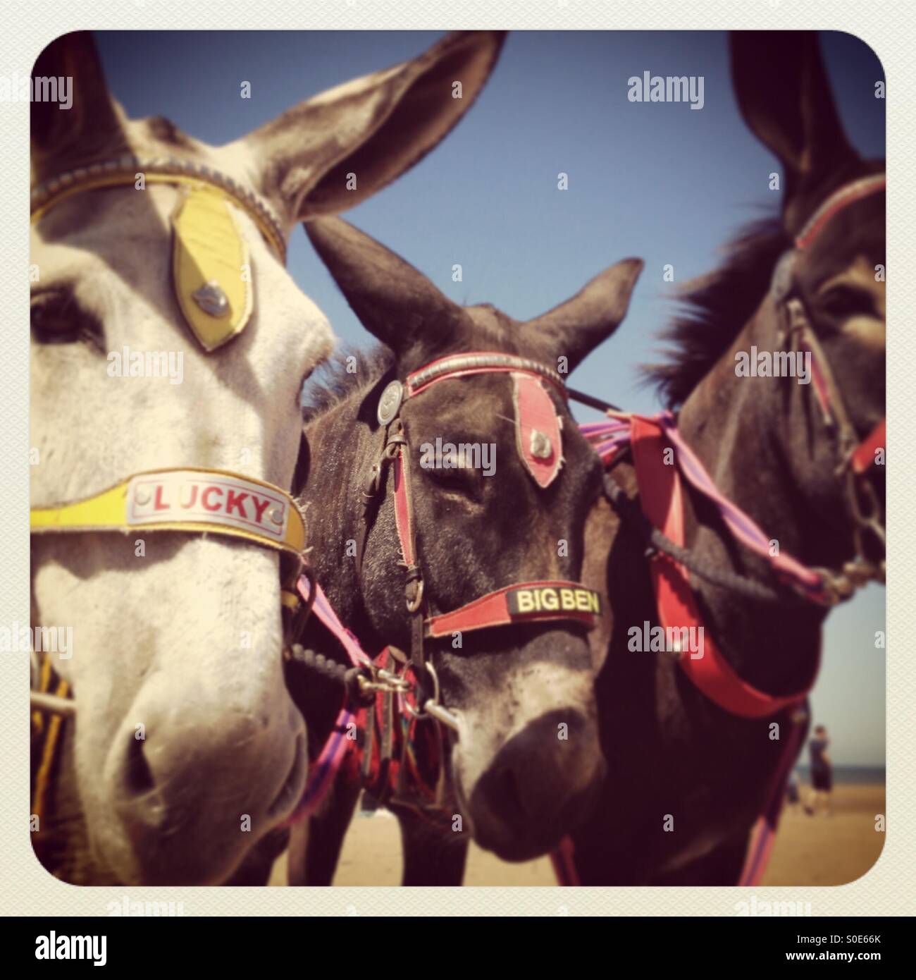 Blackpool Donkeys High Resolution Stock Photography and Images - Alamy
