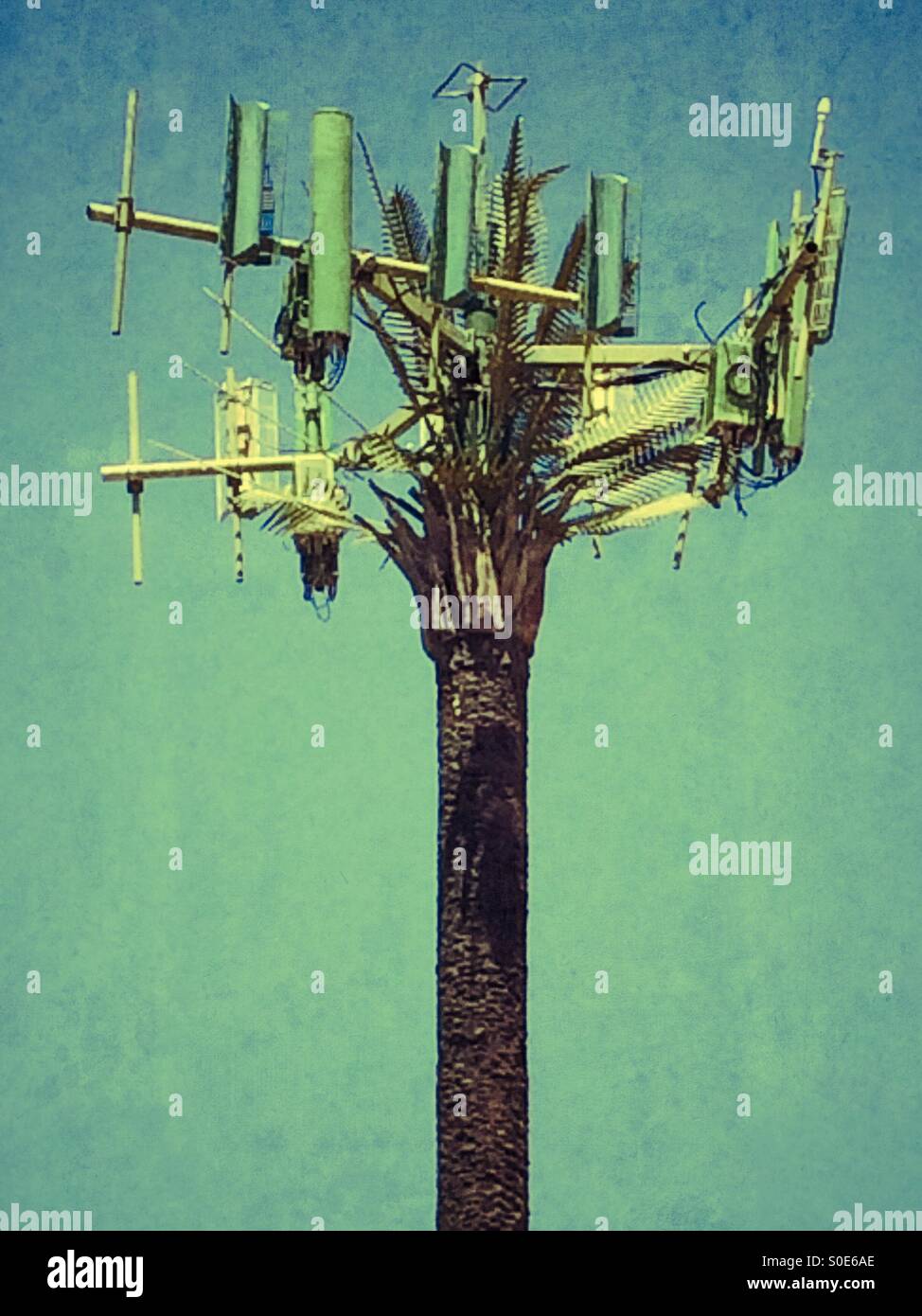 A cellphone tower is disguised as a Palm tree in Southern California USA - Smartphone Captured Stock Image