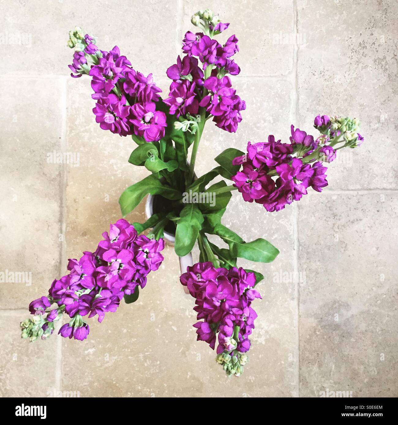 Stocks flowers hires stock photography and images Alamy