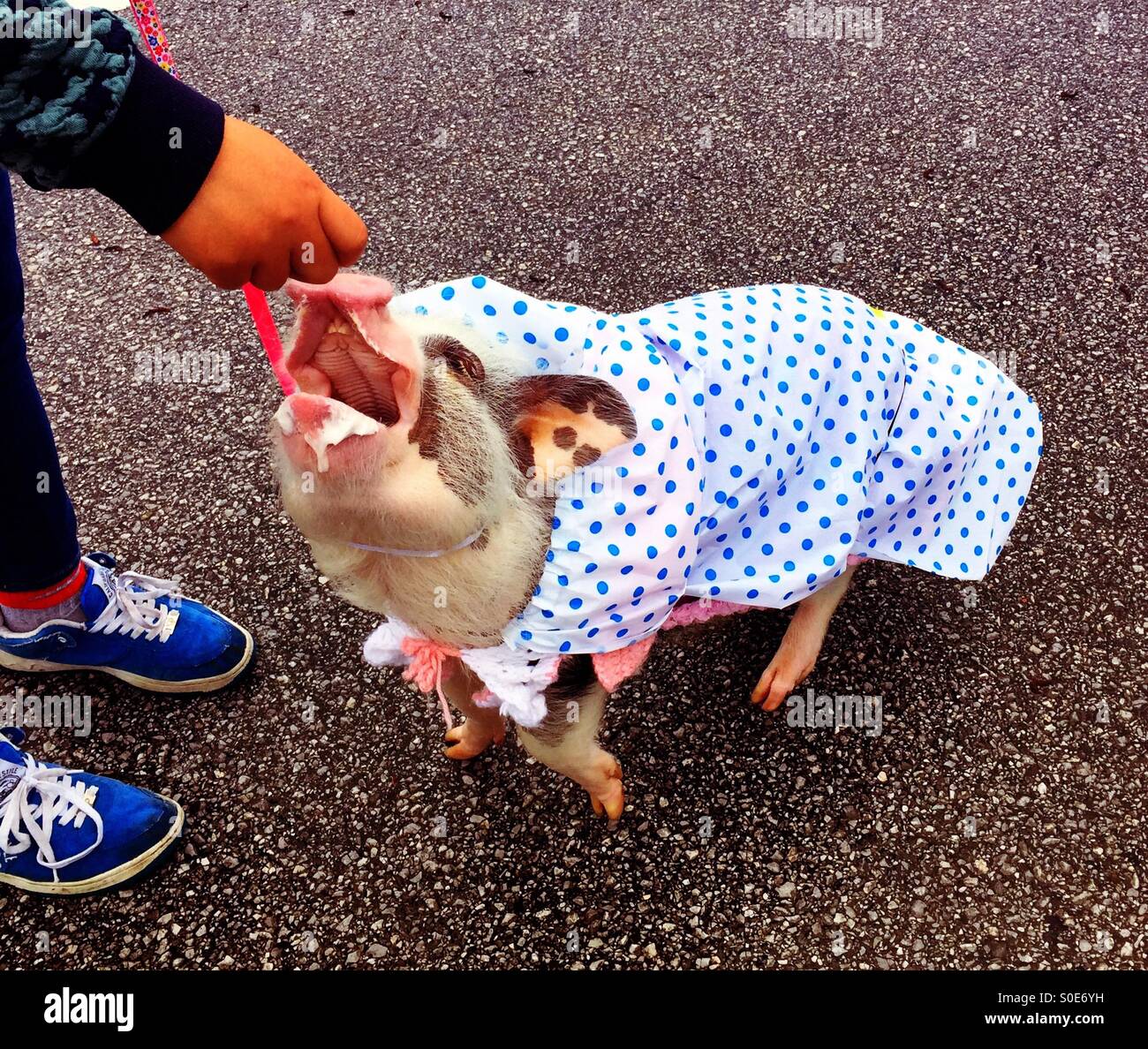 New raincoat and a treat for happy Momo, the proud family pig - Smartphone Captured Stock Image