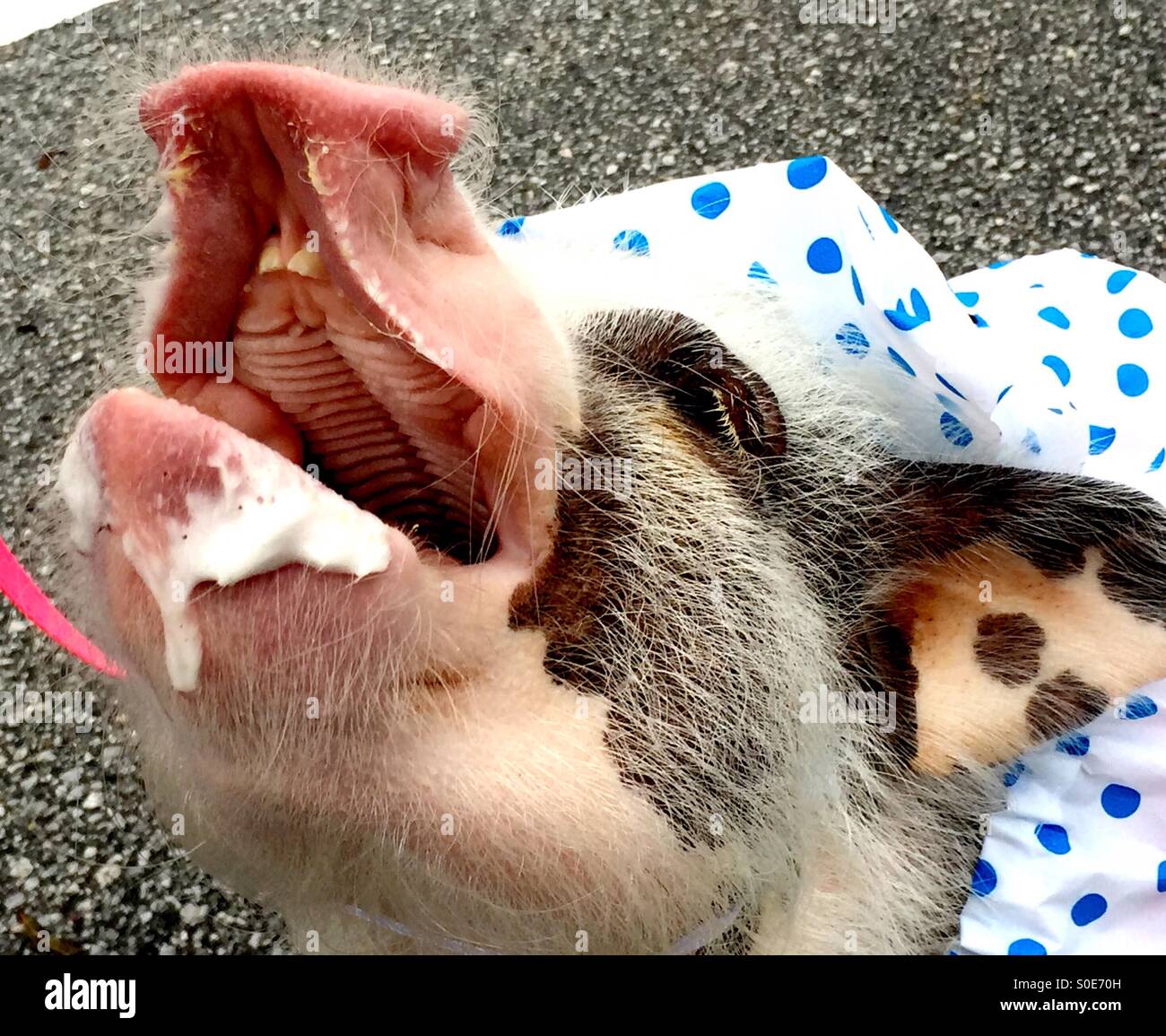 Momo is a very happy piggy with her new blue polka dot raincoat and shocking pink leash - Smartphone Captured Stock Image