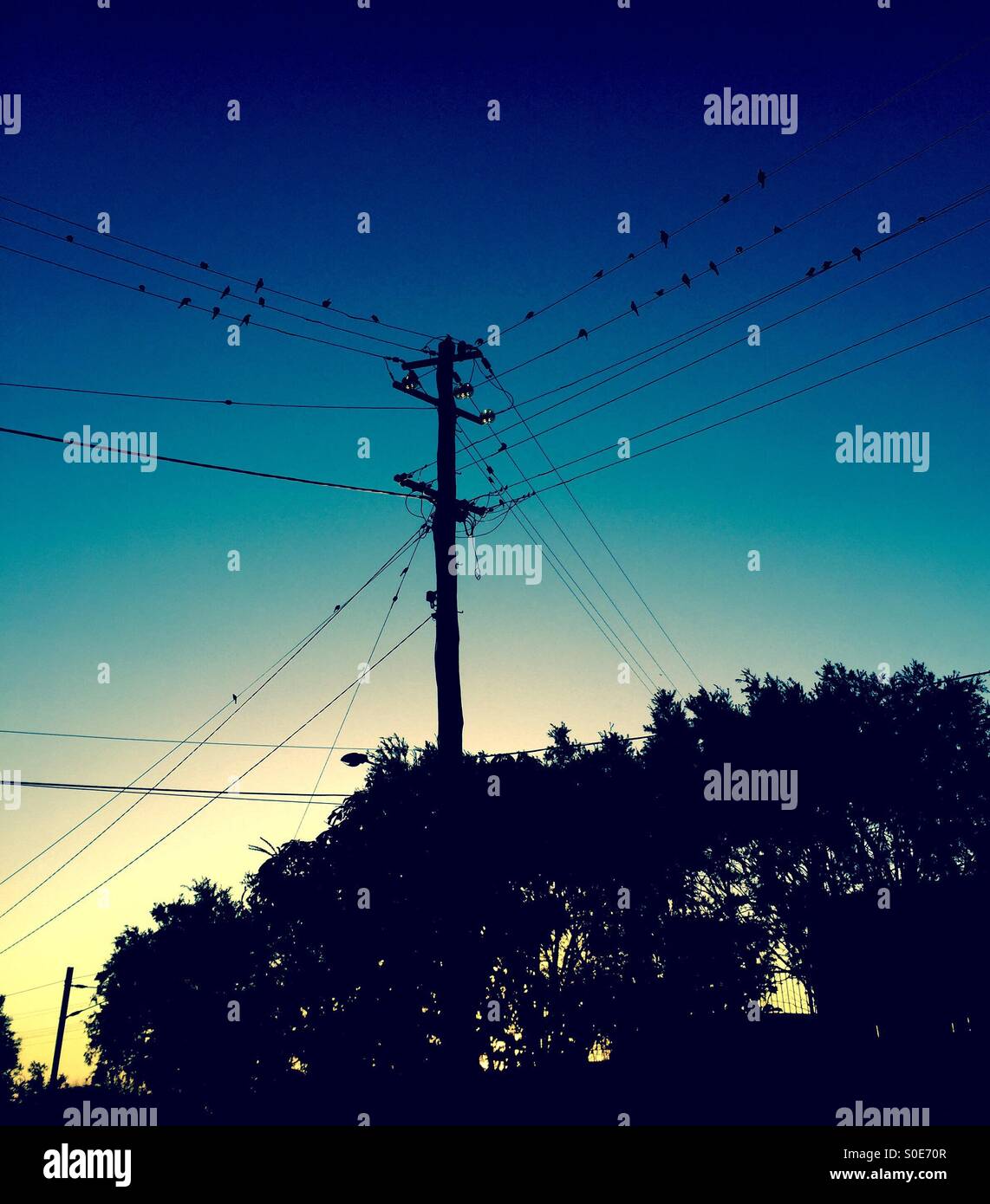 Birds on electrical line Stock Photo Alamy