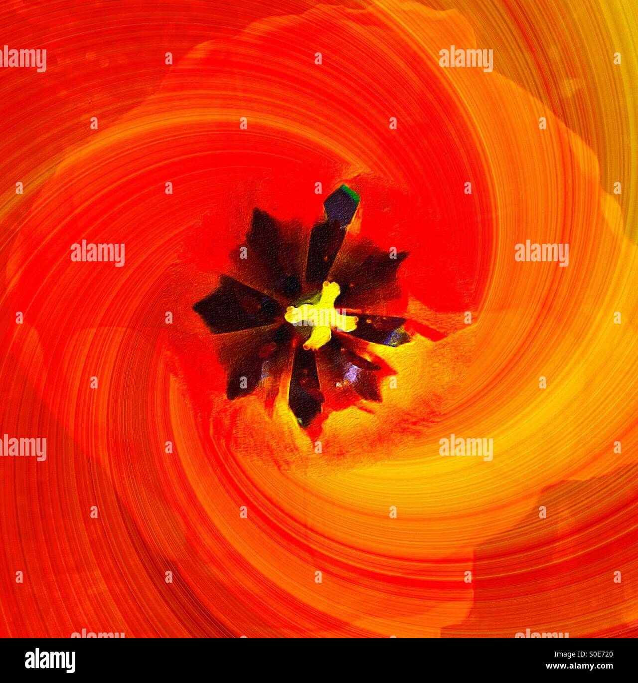 Tulip design. Quintessential flower in a swirling motion, as if caught in a whirlwind. Concepts: whirl, motion, to and fro, warmth, floral, design - Smartphone Captured Stock Image