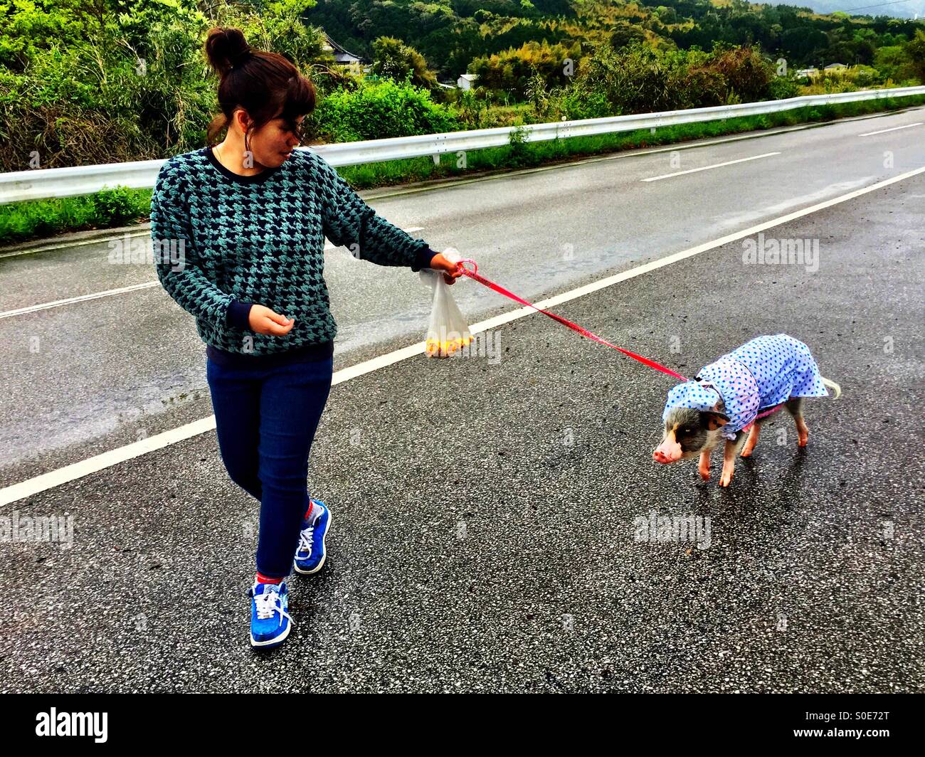 Going for a walk down the road with happy and lovely girl pet pig Momo in her blue polka dot raincoat - Smartphone Captured Stock Image