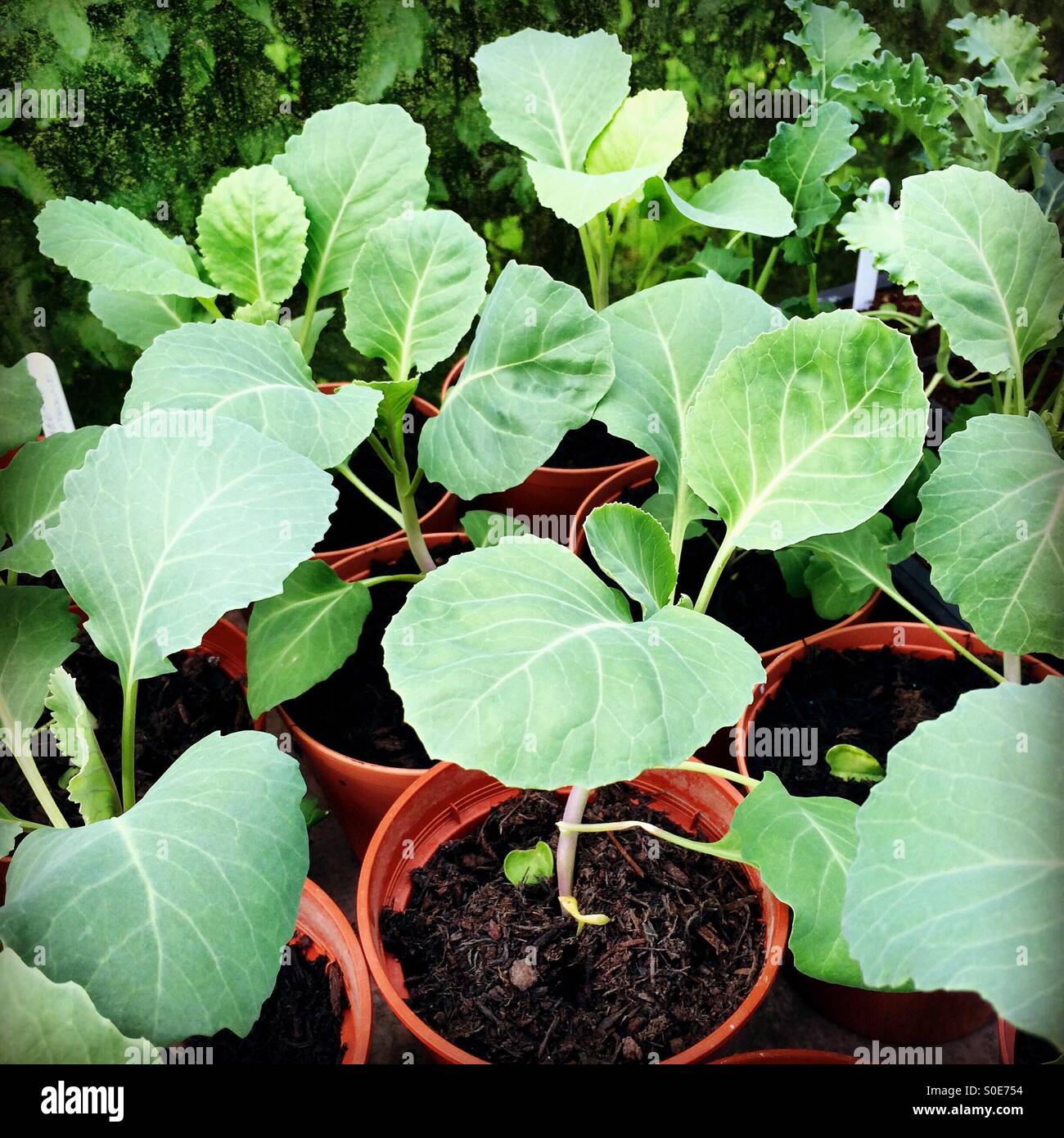 Young Cabbage Plants
