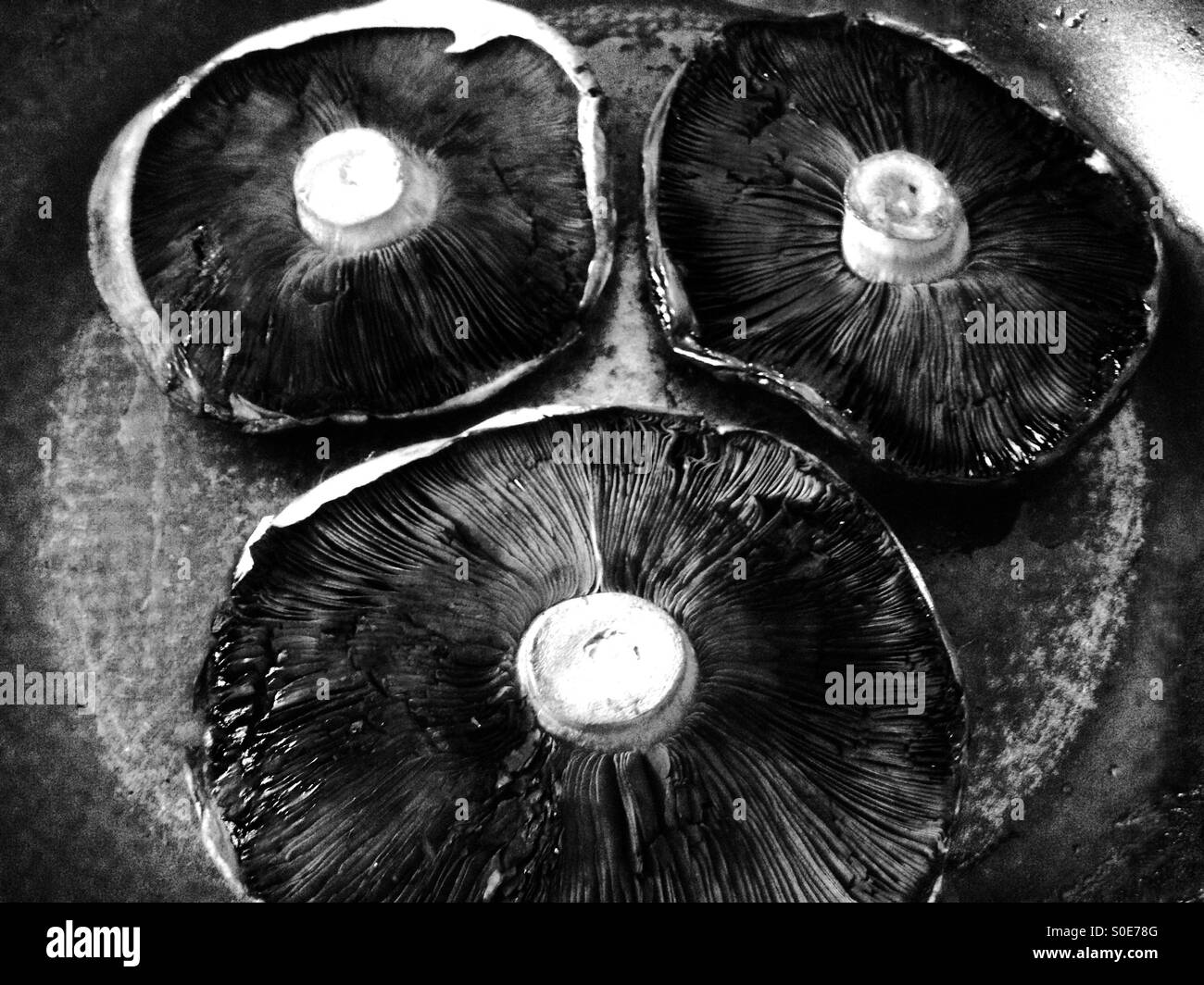 Portobello mushrooms frying in pan Stock Photo Alamy