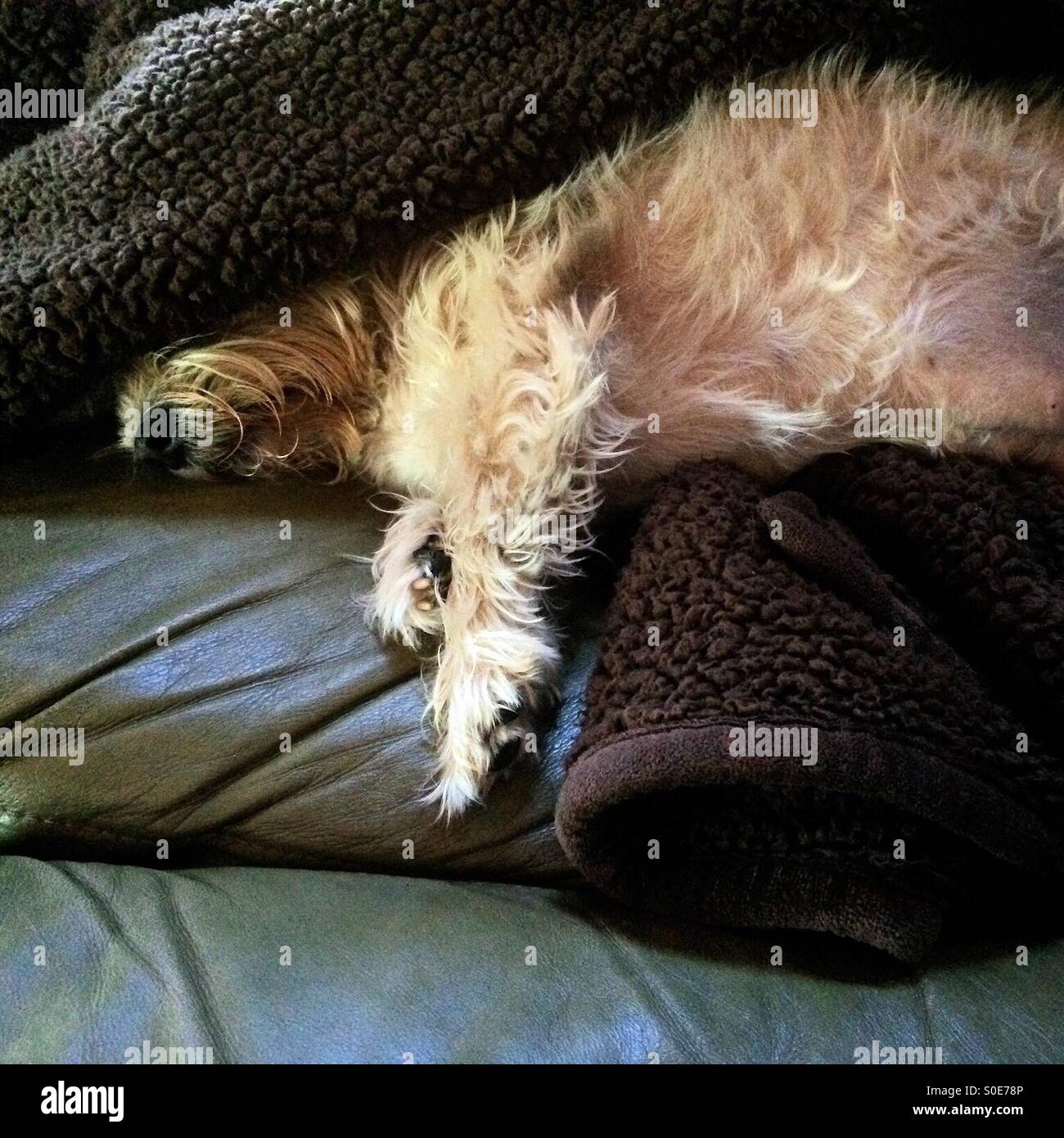 A dog sleeping underneath a blanket. Stock Photo