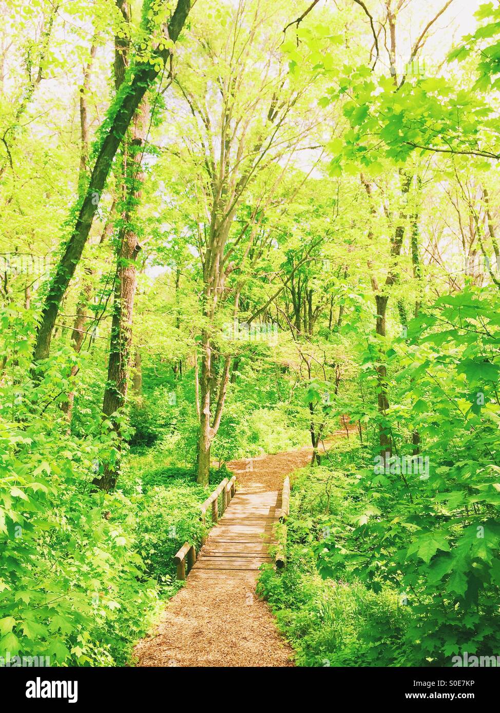 Bridge over a creek - Smartphone Captured Stock Image