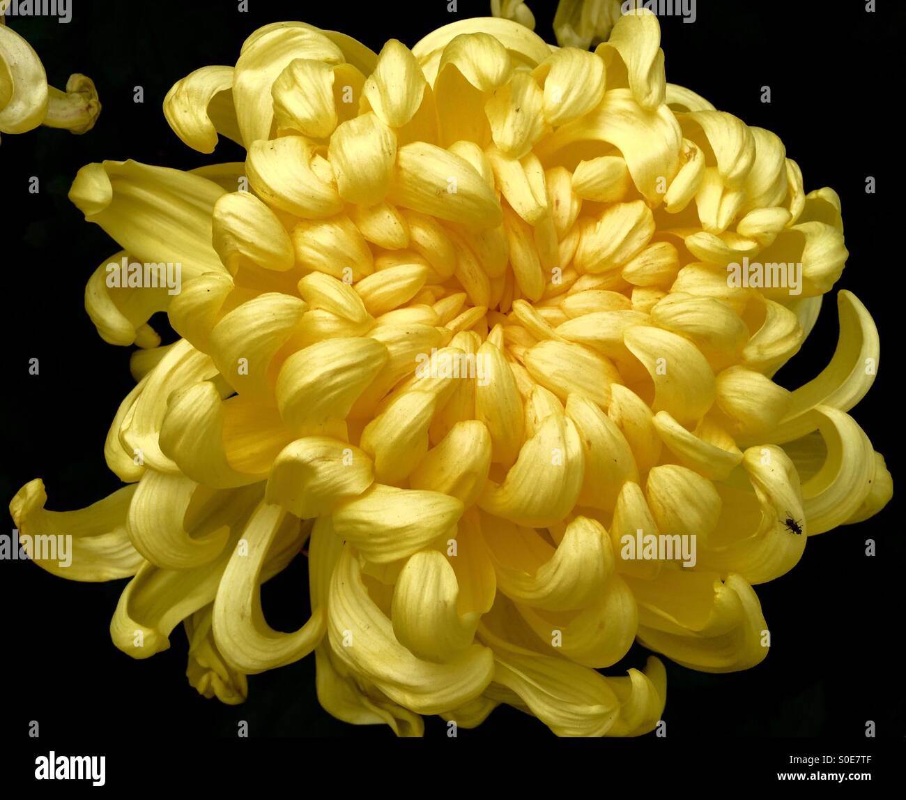 Japanese chrysanthemum hires stock photography and images Alamy