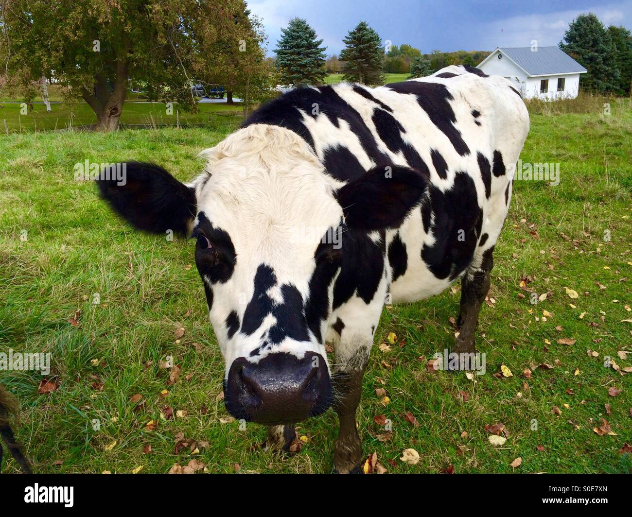 Holstein staredown Stock Photo