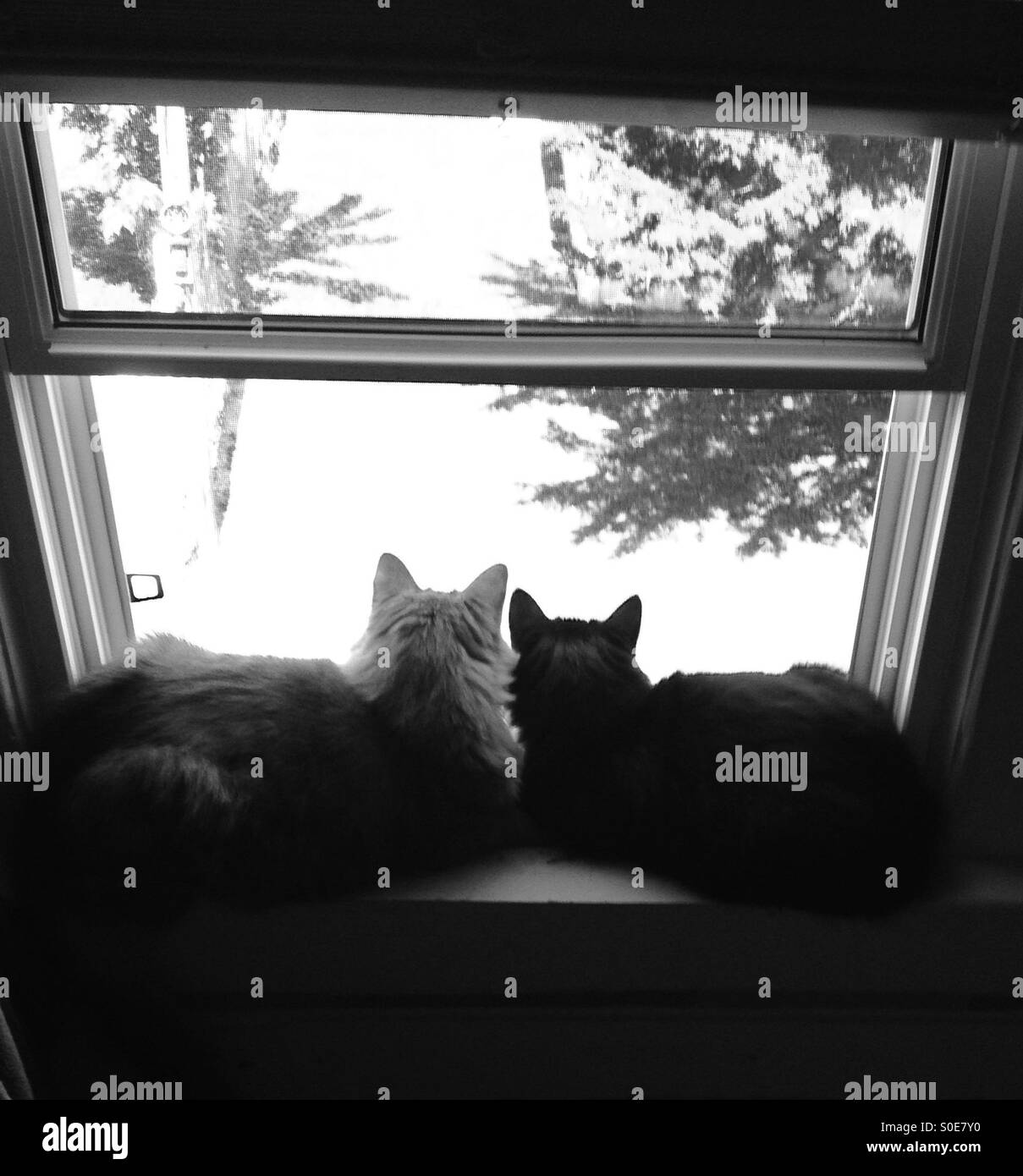 Cats looking out the window Black and White Stock Photos & Images Alamy