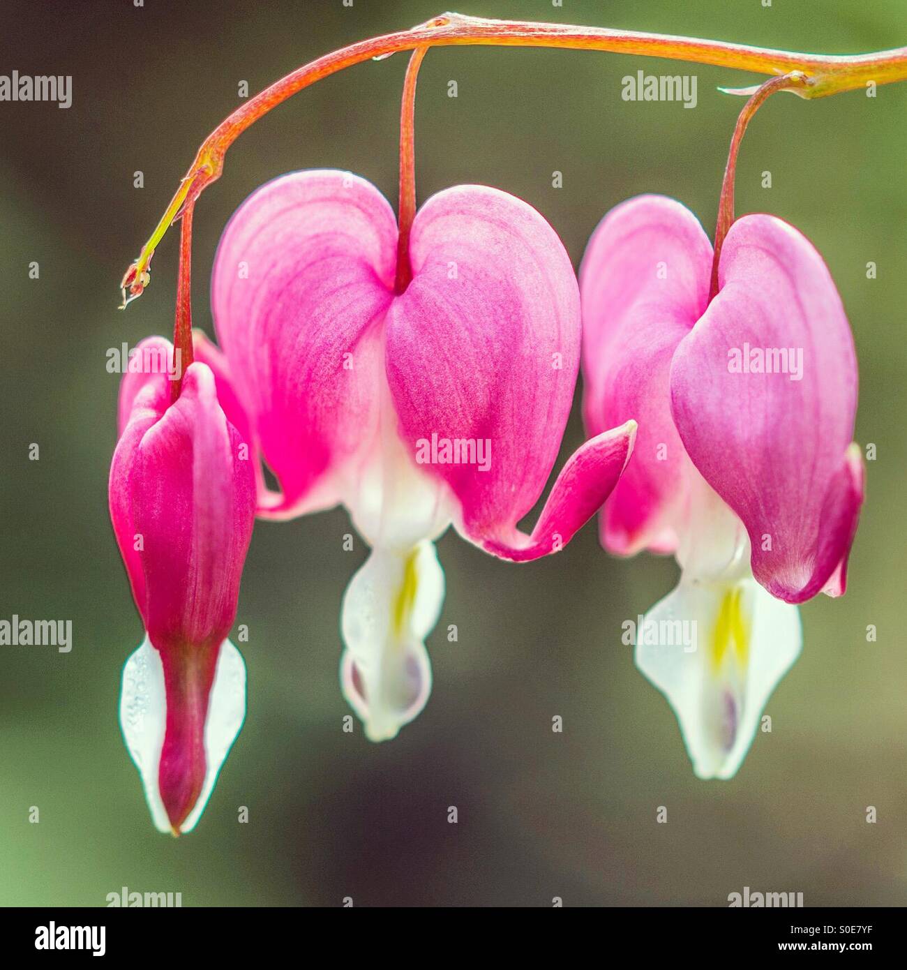Bleeding heart flower - Smartphone Captured Stock Image