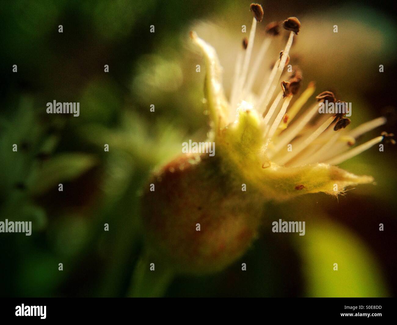 Pears beginning to form after blossom has gone - Smartphone Captured Stock Image