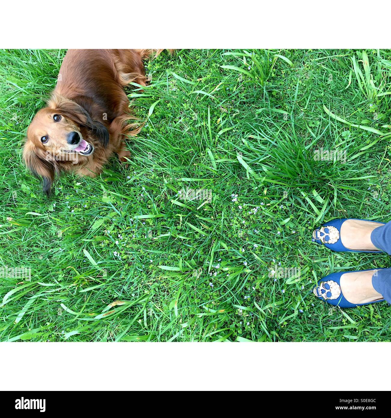 A dog in the grass Stock Photo - Alamy