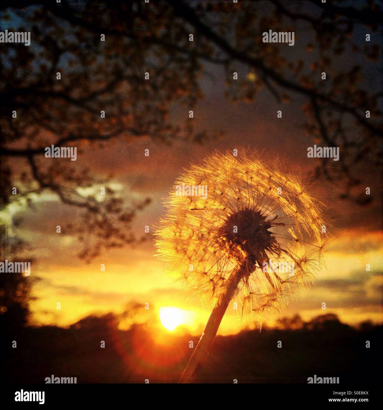 Dandelion and sun flare hi-res stock photography and images - Alamy