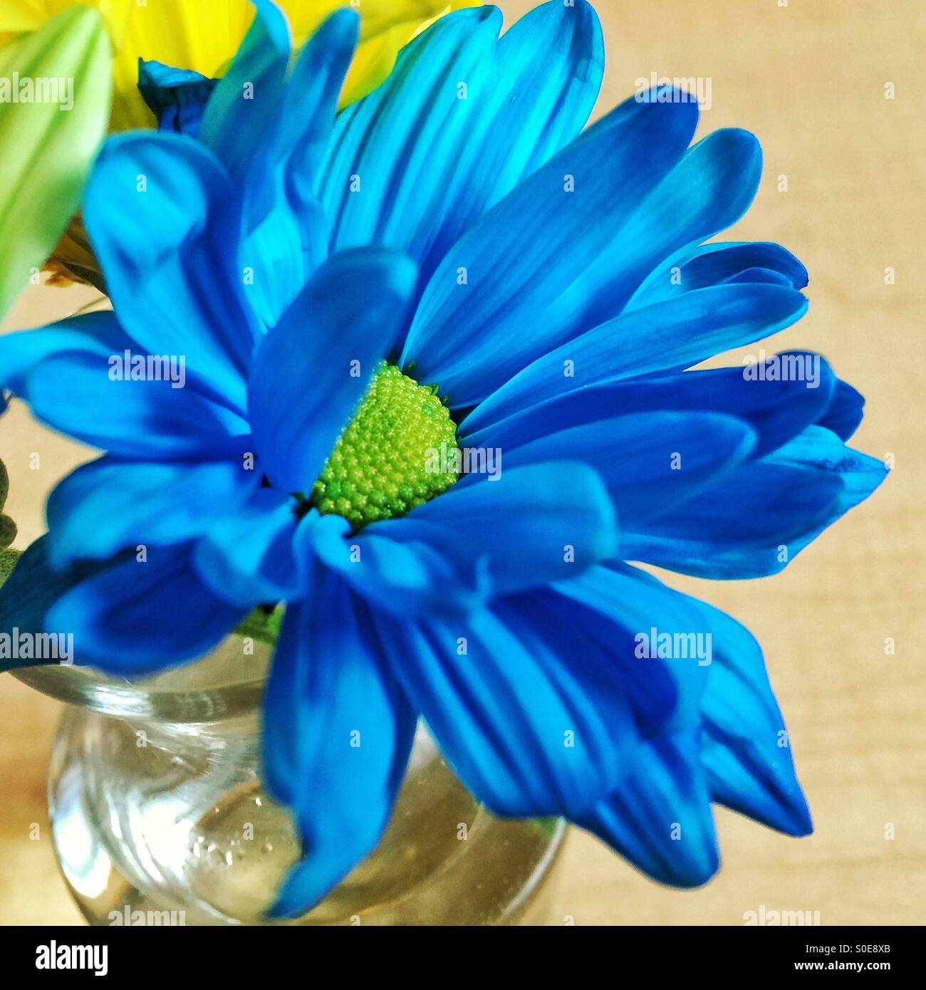 Blue chrisantemums Stock Photo