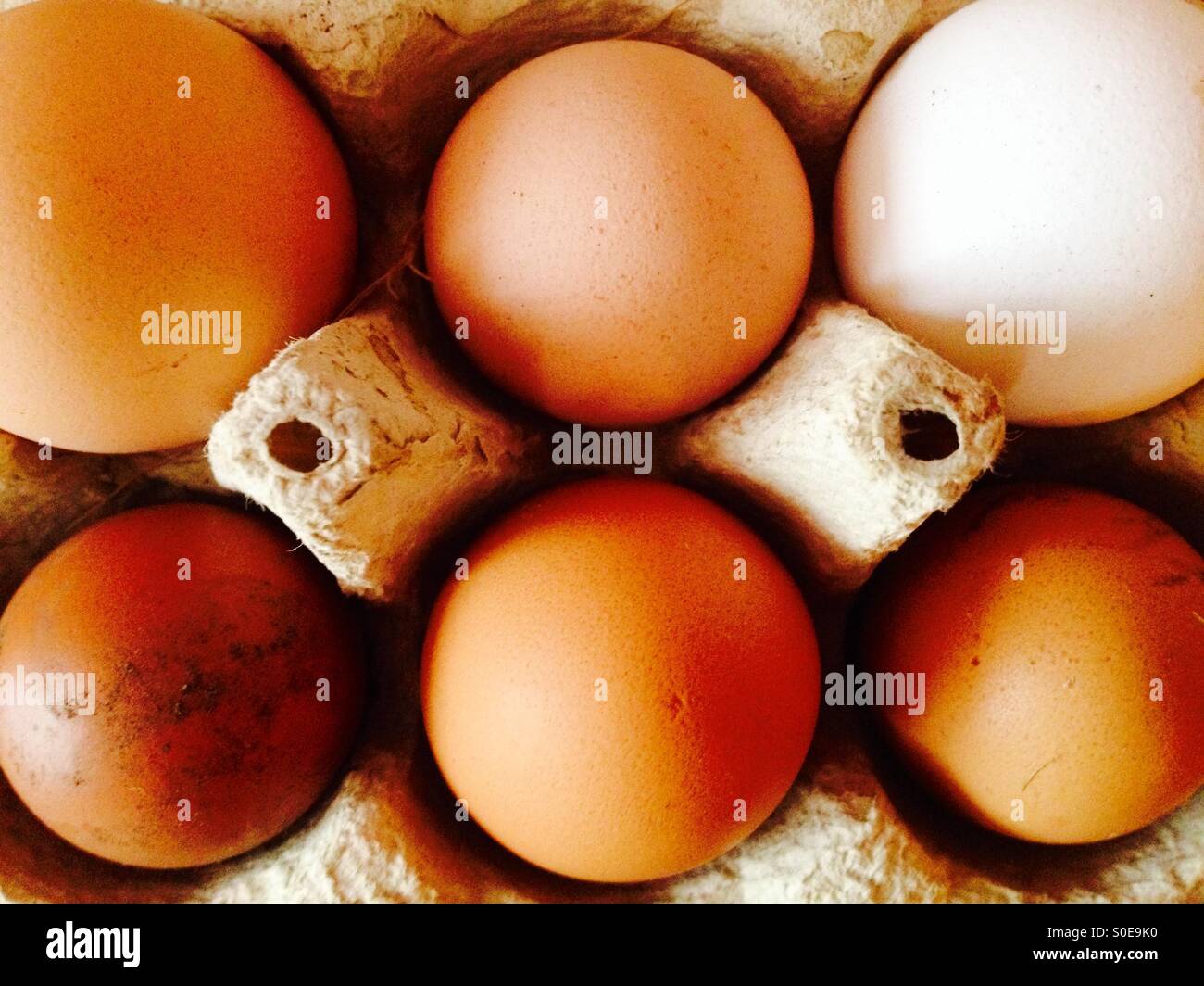 Differently sized and coloured organic free-range eggs in carton - Smartphone Captured Stock Image