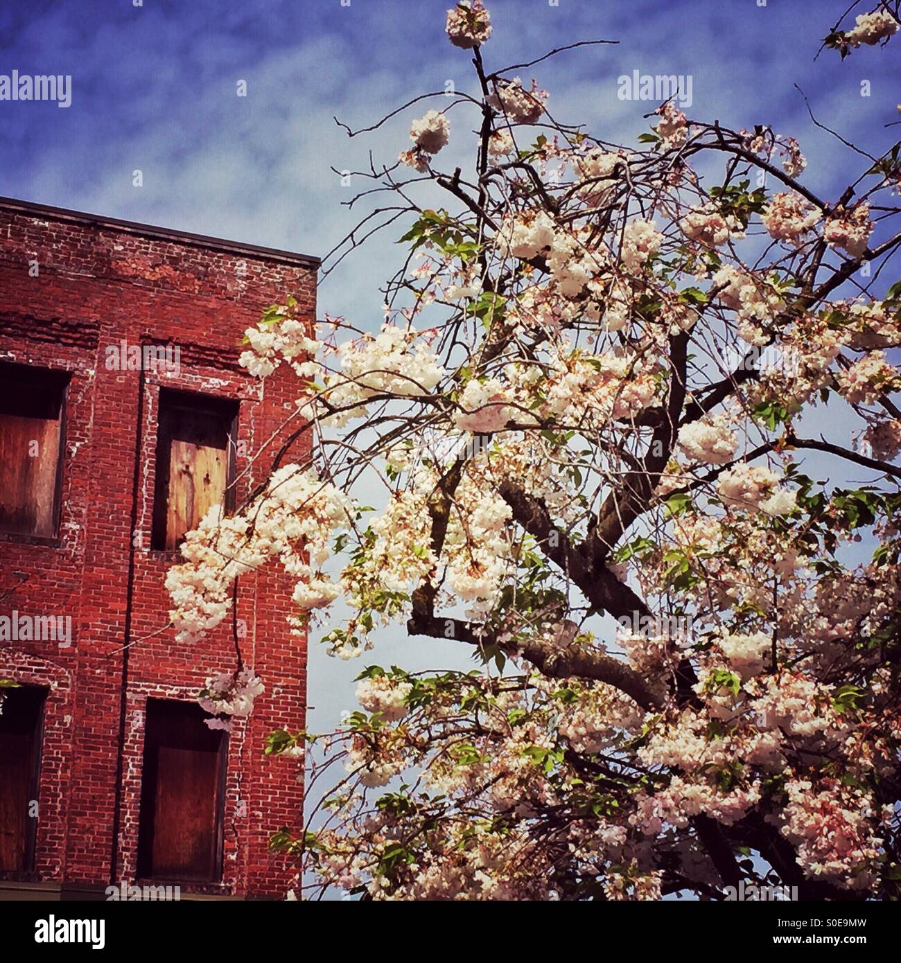 Contrasts between nature and architecture, new blossoms and worn brick make delightful visual companions in a city environment. Stock Photo