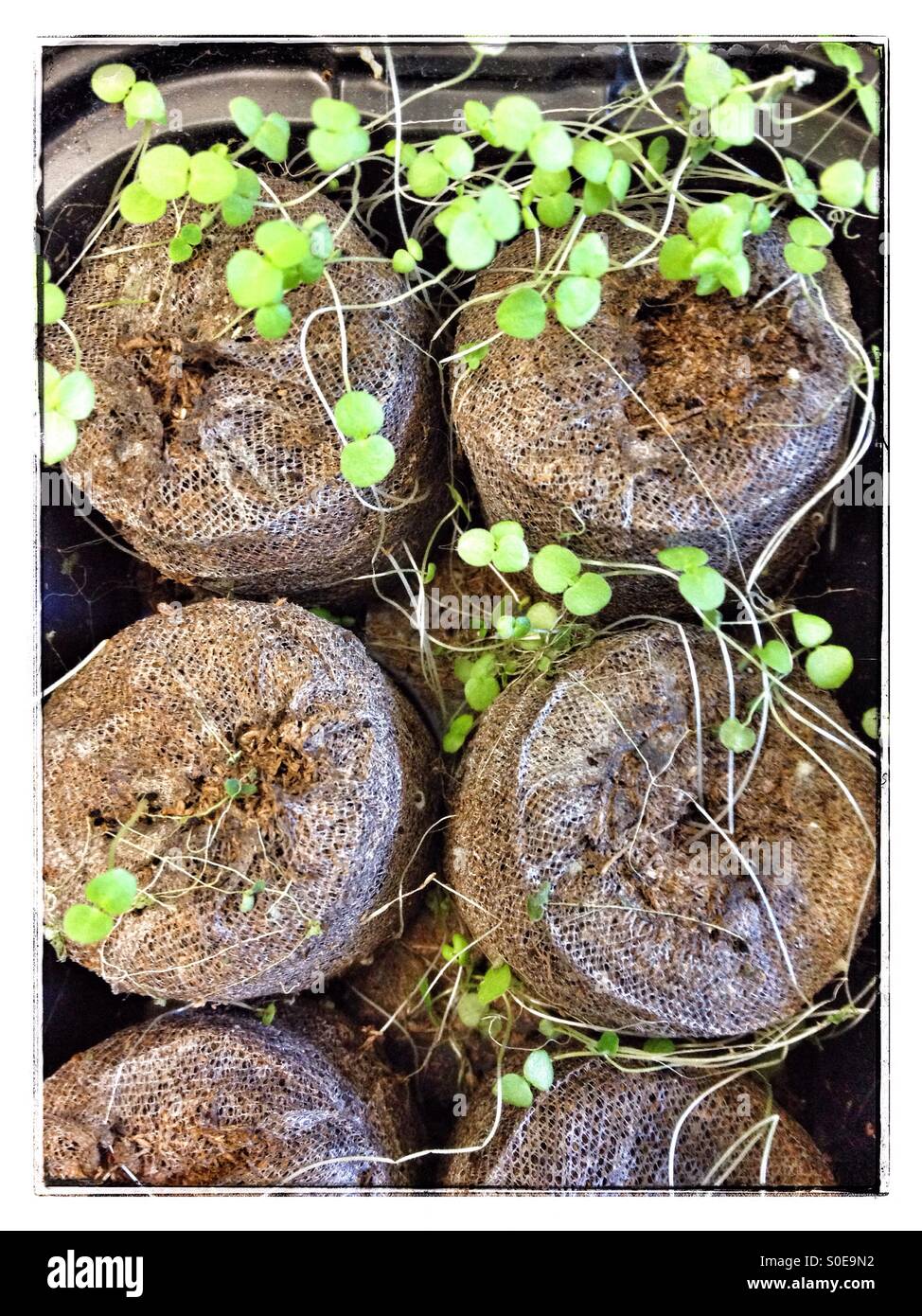 Plants growing - Smartphone Captured Stock Image