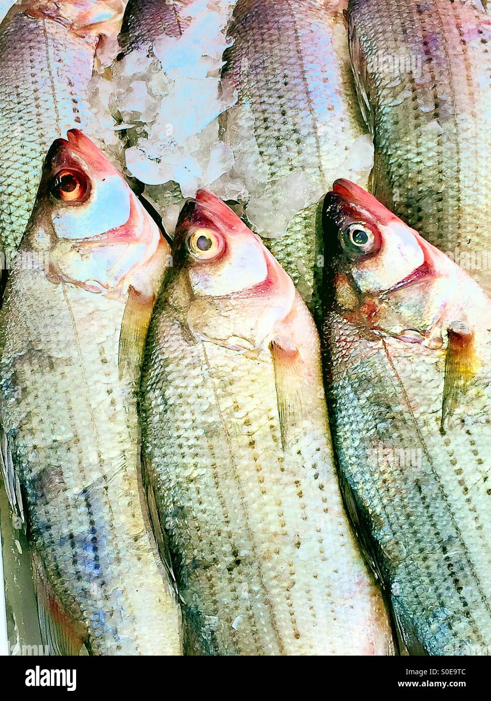Fish for sale in Chinatown fish market Stock Photo Alamy