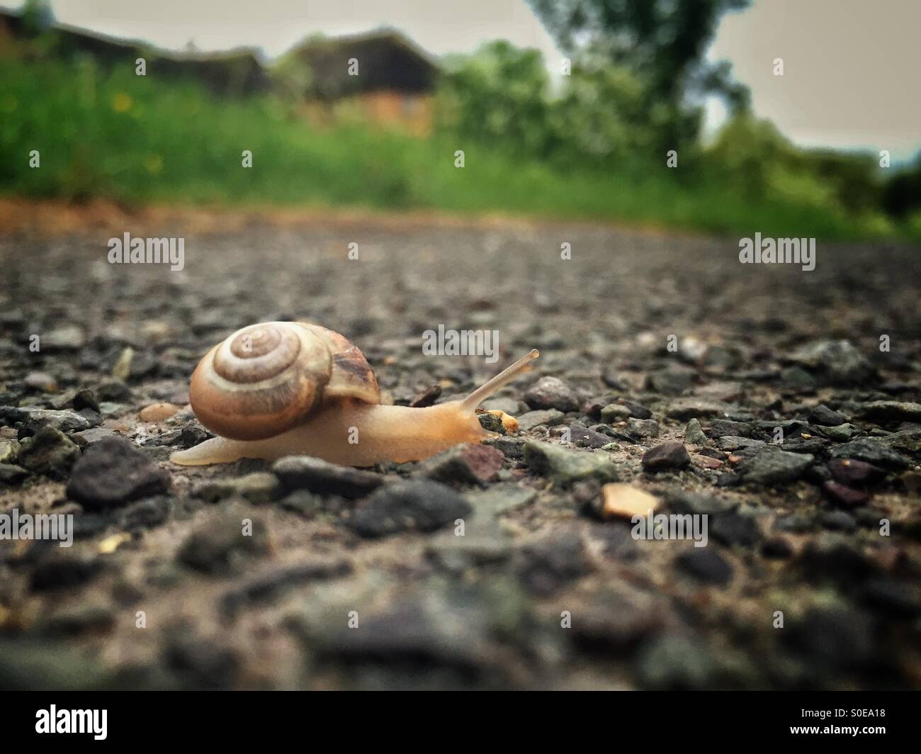 Snail's Eye View Stock Photo