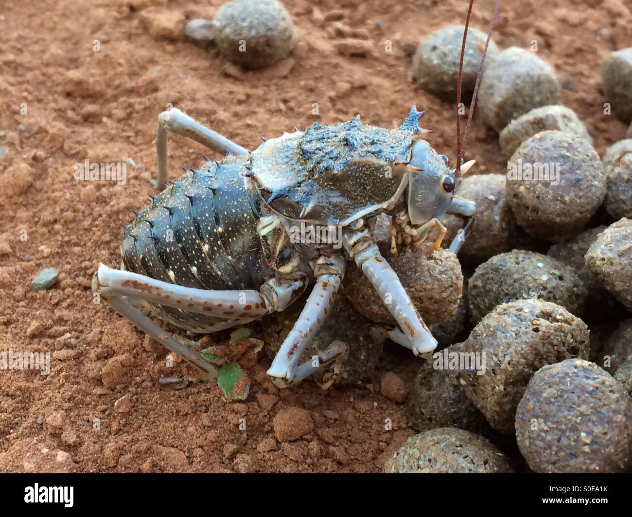 Beetle eating dog food Stock Photo Alamy