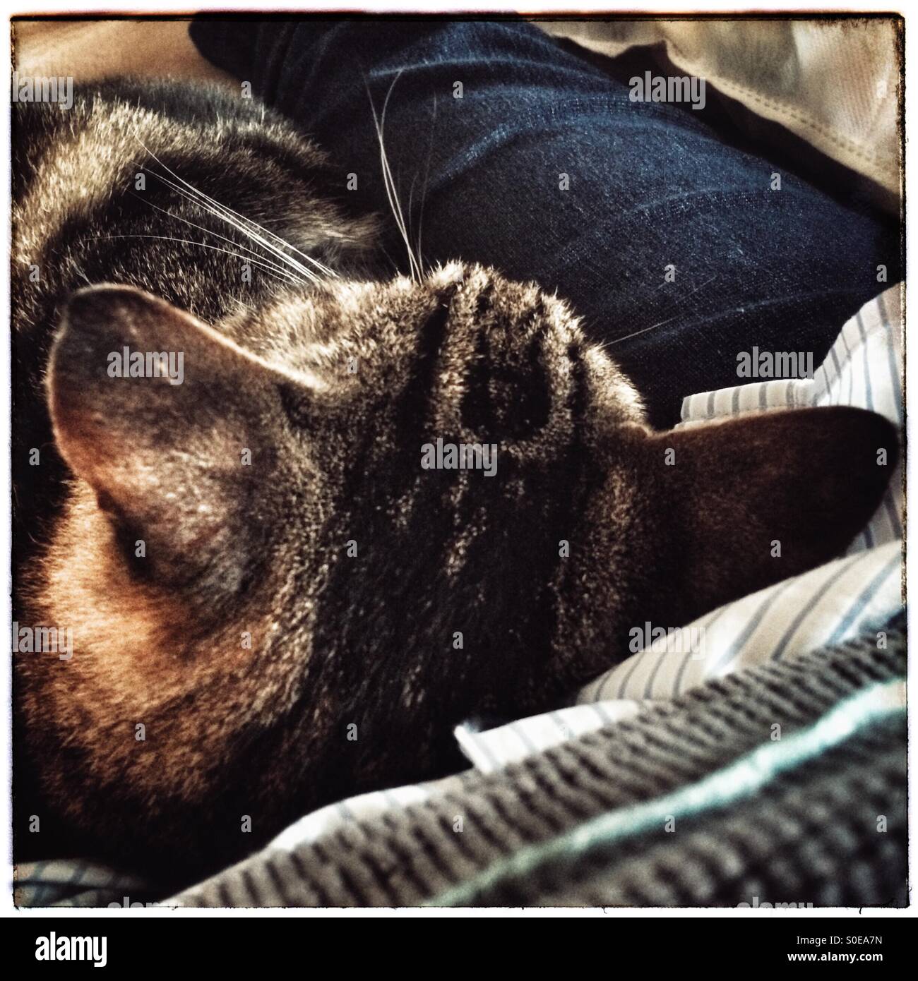 Cat lying on owner's lap. Stock Photo
