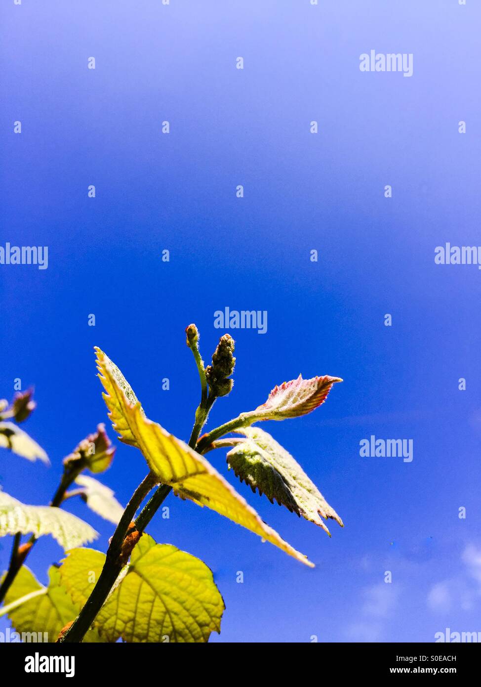 Nascent grapes - Smartphone Captured Stock Image