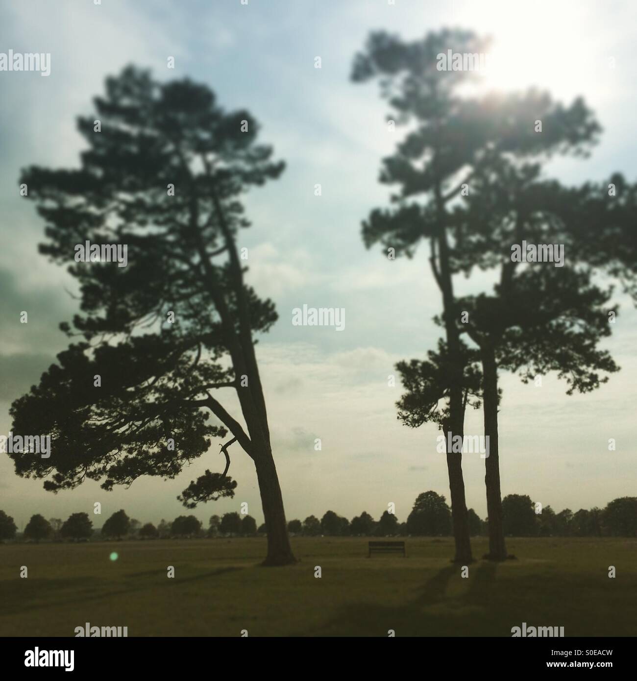 Trees on Durdham Down in Bristol, UK. - Smartphone Captured Stock Image