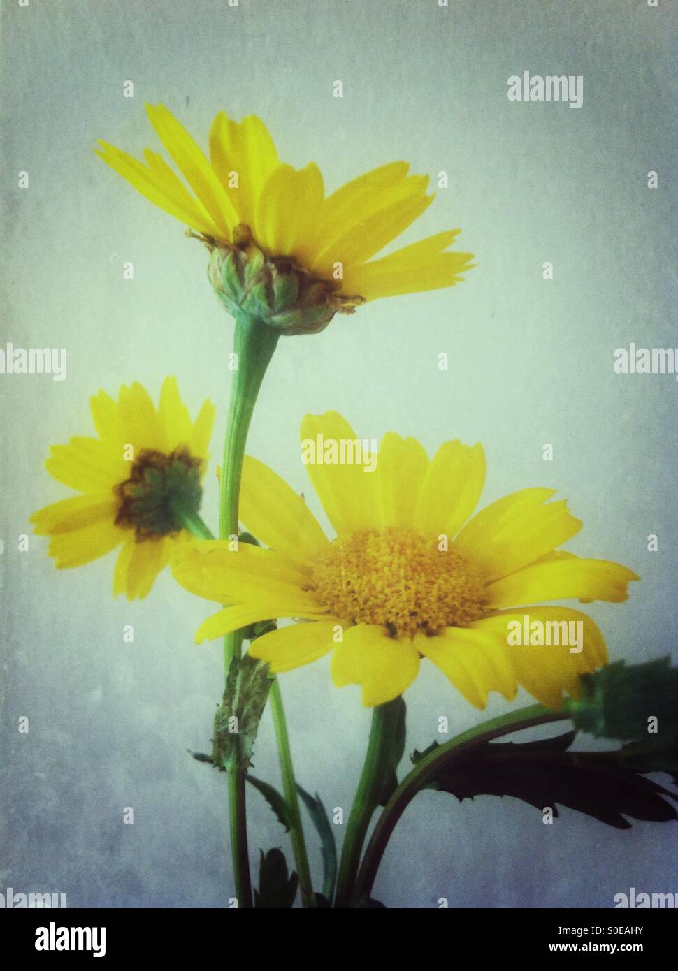 Yellow daisy flowers Stock Photo