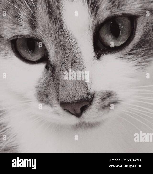 Beautiful black cat close up hi-res stock photography and images - Alamy