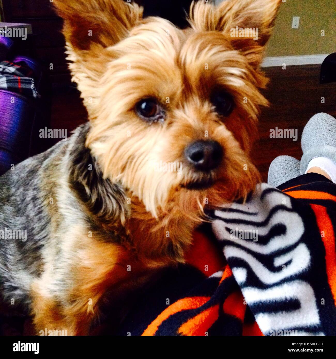 Sydney girl hires stock photography and images Alamy