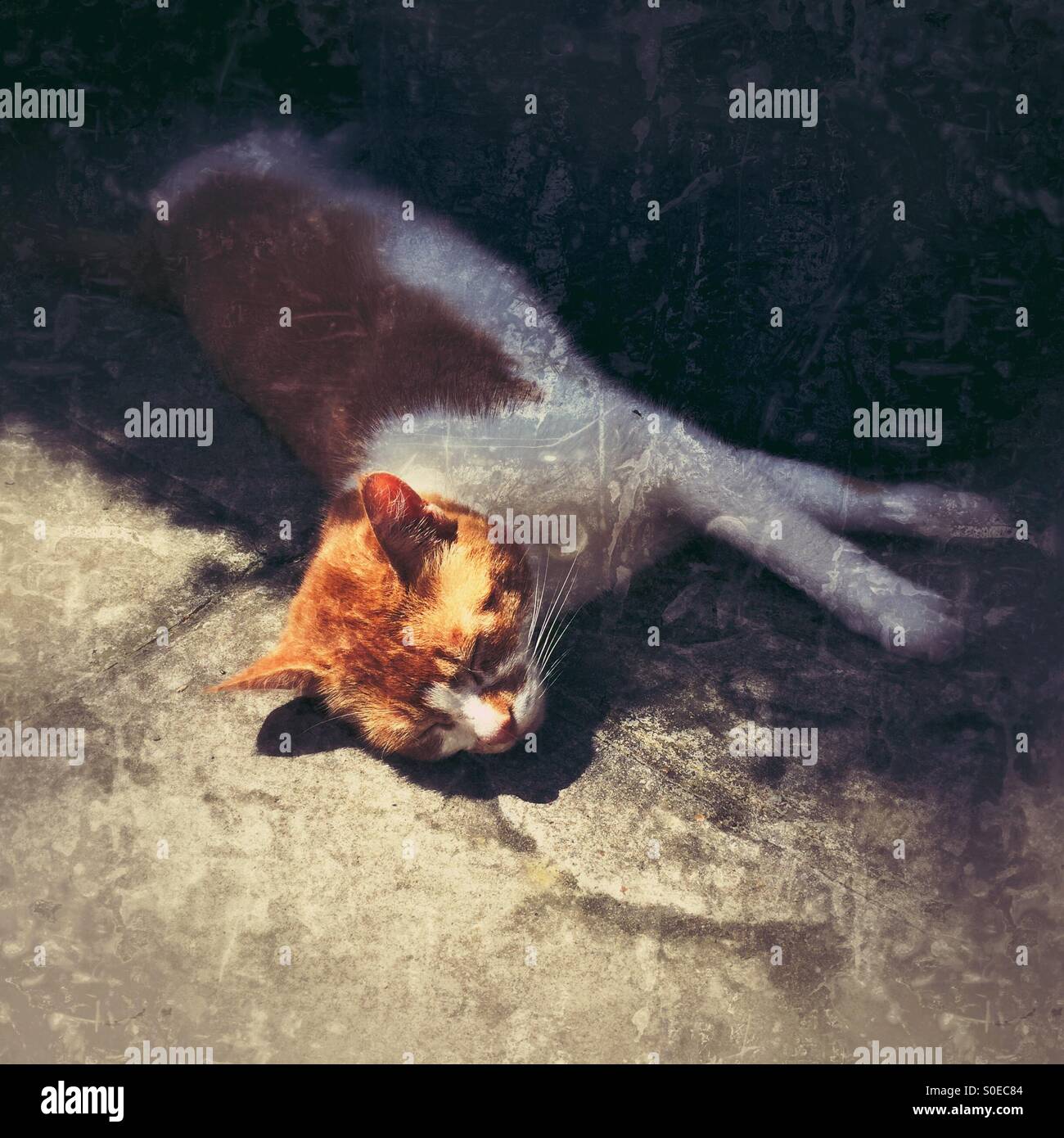 A sleeping ginger and white cat - Smartphone Captured Stock Image