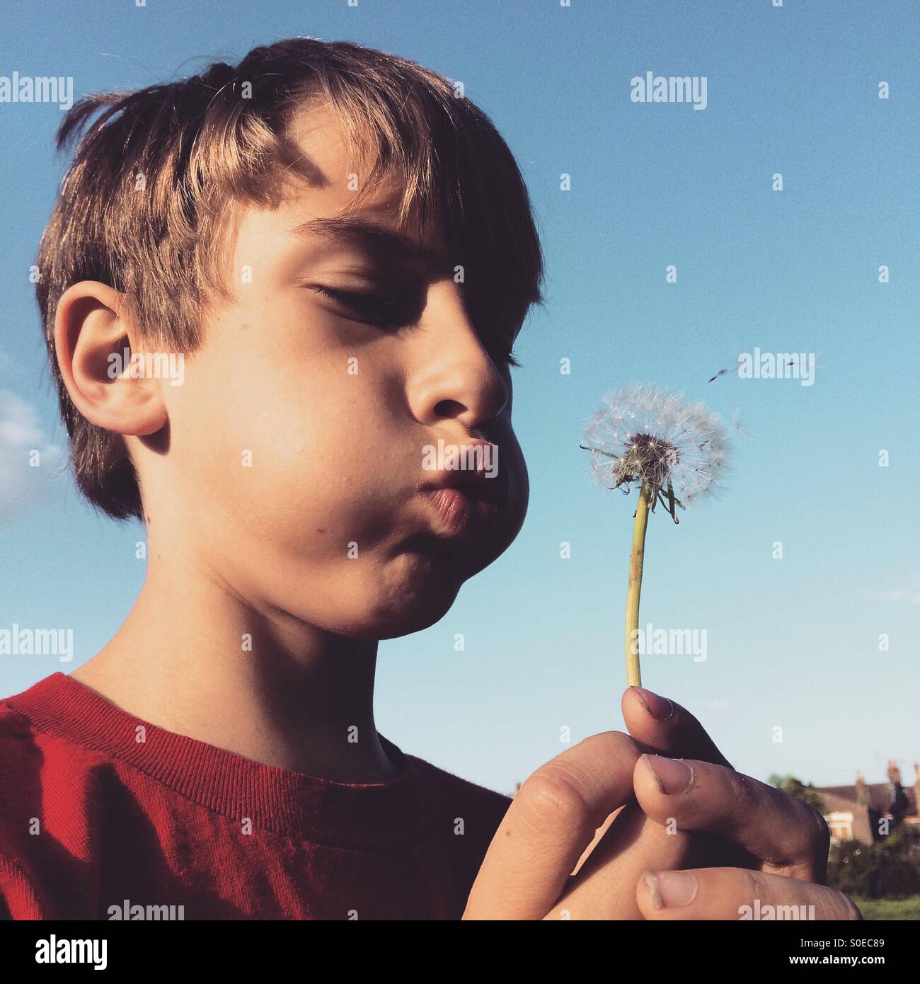 A young boy blowing a dandelion. Stock Photo