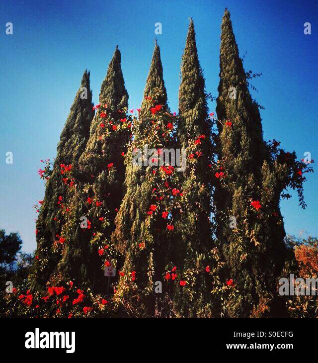 Trees with vines - Smartphone Captured Stock Image