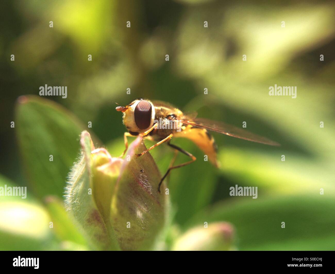 Hover fly on a plant - Smartphone Captured Stock Image