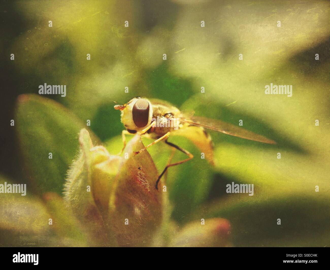 Hover fly on a plant - Smartphone Captured Stock Image