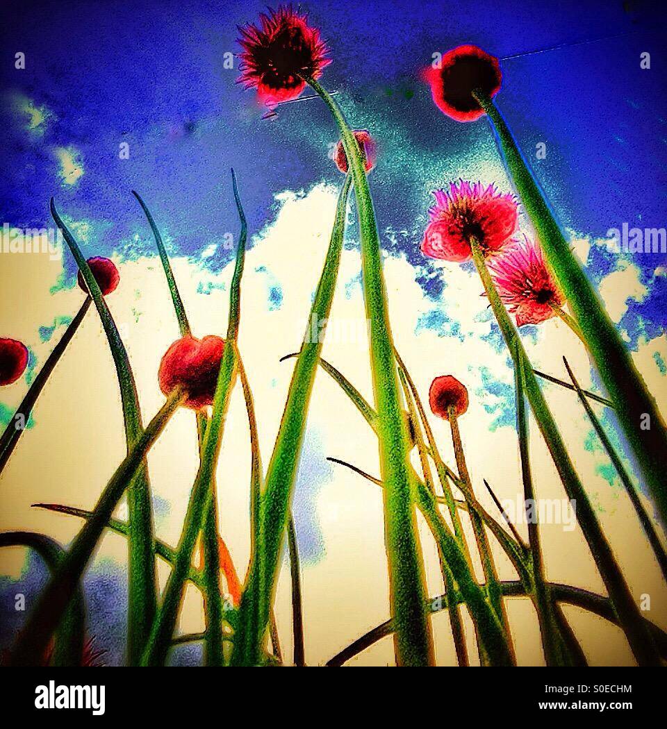 Chives and a blue sky - Smartphone Captured Stock Image