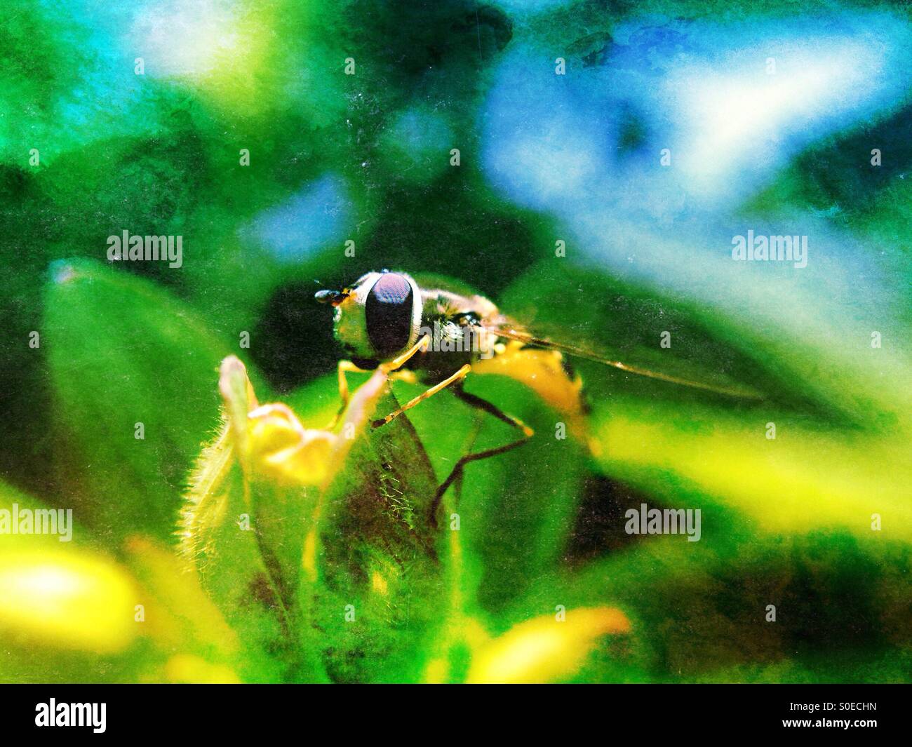Hover fly on a plant - Smartphone Captured Stock Image
