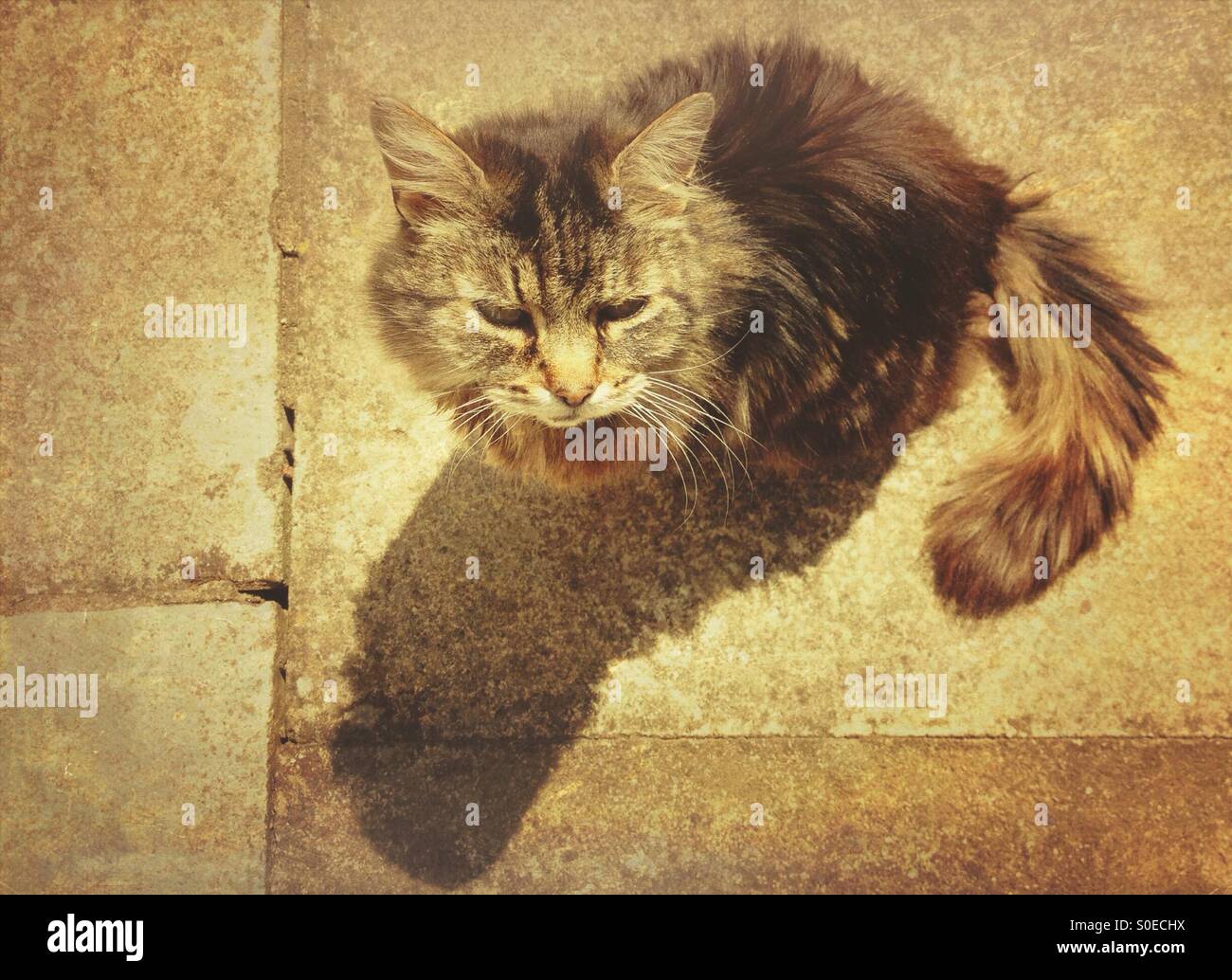 Cat on paving - Smartphone Captured Stock Image