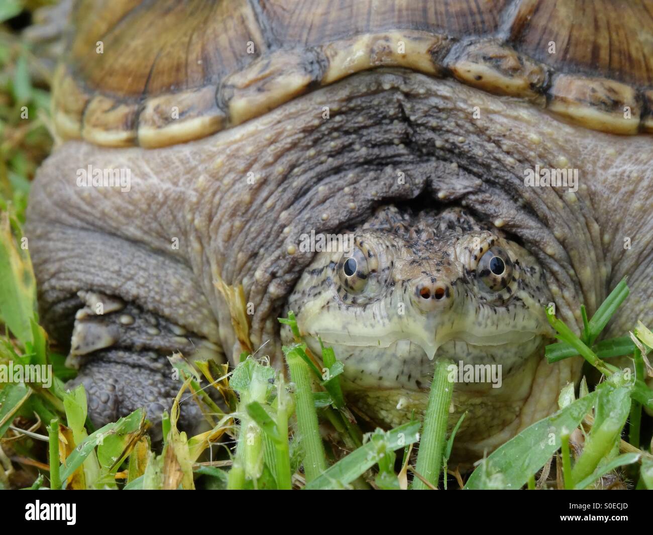Alligator snapping turtle front Stock Photo