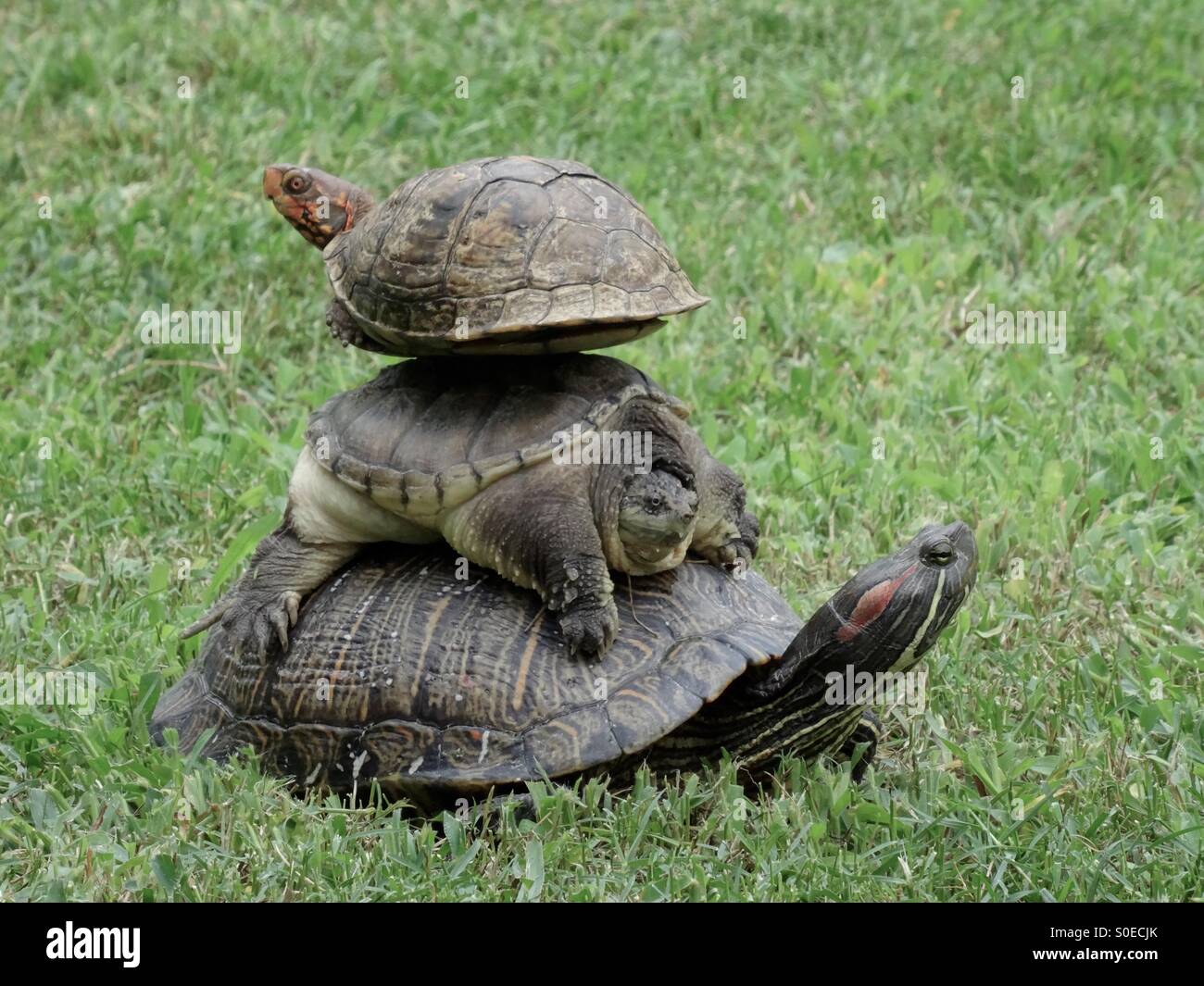Box turtle, snapping turtle, and red ear slider turtle pile - Smartphone Captured Stock Image