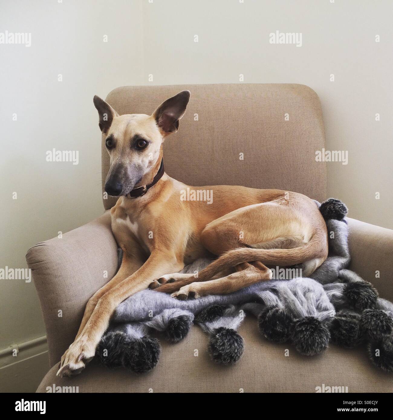 Regal looking dog - Smartphone Captured Stock Image