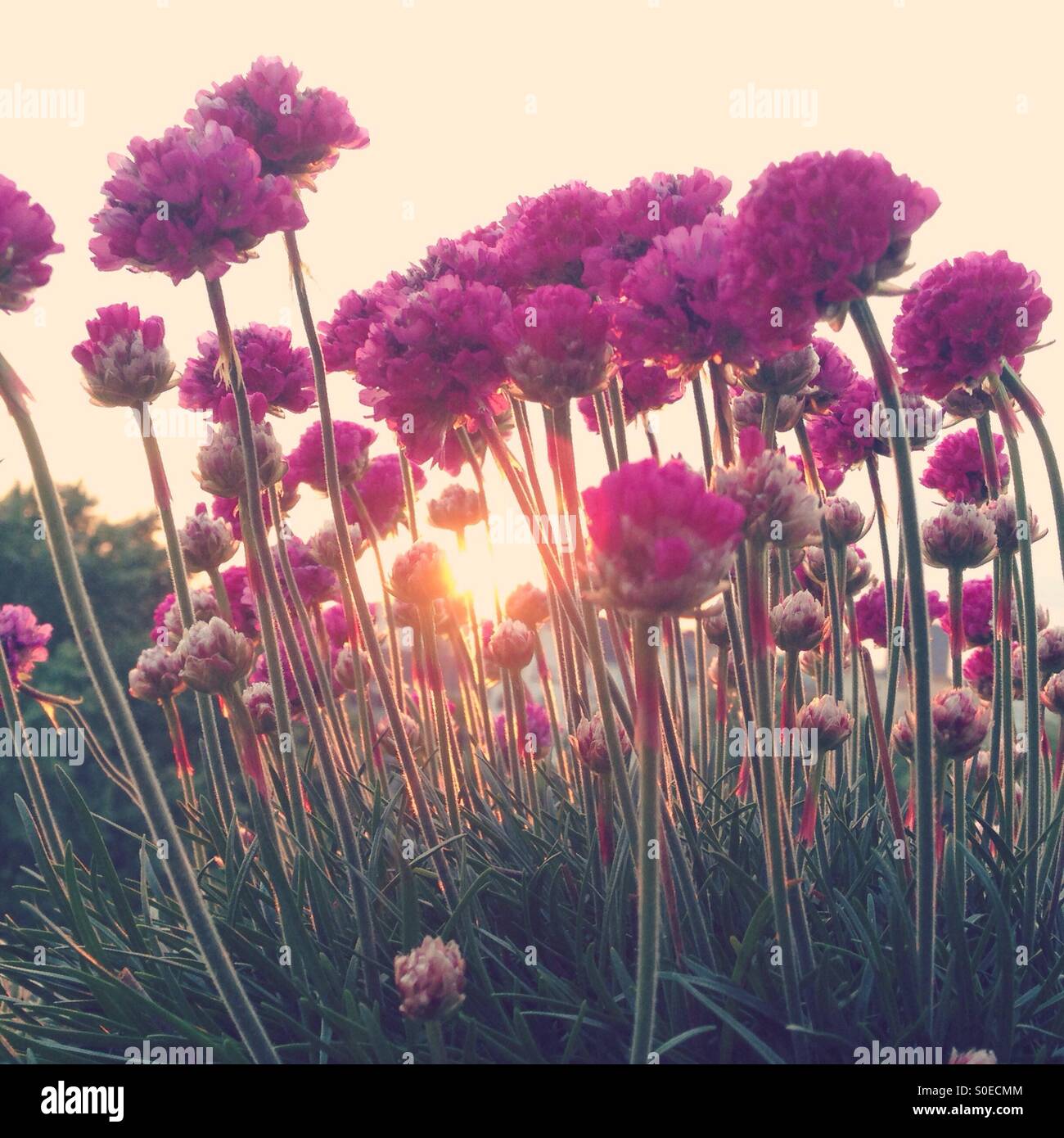 Pink flowers in the glowing light of a Berlin Sunset - Smartphone Captured Stock Image